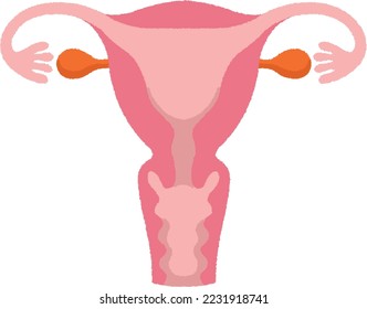 The uterus is an upside-down pear-shaped muscular organ in the pelvis.