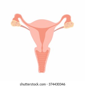 Uterus Vector