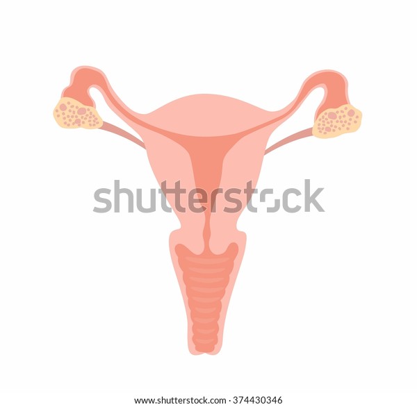 Download Uterus Vector Stock Vector (Royalty Free) 374430346