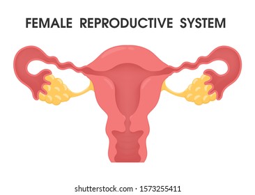 Uterus. Vector describes the system of the uterus in the female human body.
