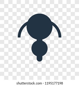 Uterus vector icon isolated on transparent background, Uterus transparency logo concept