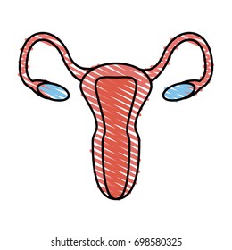 uterus vector illustration