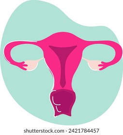 The uterus, a vital organ in the female reproductive system, is responsible for nurturing and housing a developing fetus during pregnancy and undergoing cyclic changes during the menstrual cycle