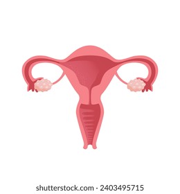 Uterus. Gesundheit von Frauen. Weibliches Fortpflanzungssystem, Kreislauf. Anatomie des Menschen. Abbildung der Ortung der Organe der Gebärmutter, des Gebärmutterhals, der Eierstöcke, der Fallopianröhrchen. Vektorgrafik im Flachstil.