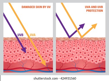 UV protection with cell skin . 2 ultraviolet type comparison 