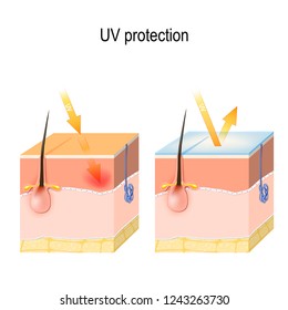 uv protection for sensitive skin. The sunscreen lotion protected the skin from harmful radiation (UVA and UVB rays)