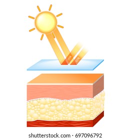 uv protection for sensitive skin. The sunscreen lotion protected the skin from harmful radiation (UVA and UVB rays)