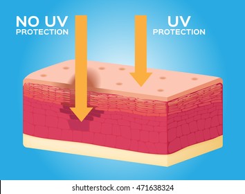 uv protection and ultraviolet protection , anatomy , skin vector