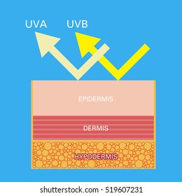 uv protection vector, Skin compare , Protect both UVA and UVB