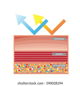 uv protection vector, Skin compare , Protect both UVA and UVB