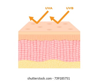 uv protection vector , ultraviolet reflect by skin