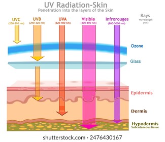 UV radiation in skin layers damage. Ultraviolet 
influenced, UVA, UVB, UV C, visible, infrared rays. Dermis, epidermis, hypodermis. Sun light measurements, nm wavelength, ozone. Vector illustration