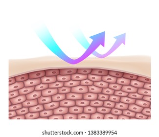 UV reflective cream layer after using the product
Protecting the sun and heat from the weather, not harming the skin to the cellular level.
Vector Realistic file.