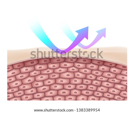 UV reflective cream layer after using the product
Protecting the sun and heat from the weather, not harming the skin to the cellular level.
Vector Realistic file.