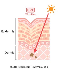 UVA damages to human skin. Ultraviolet A (UVA) has a longer wavelength. It is associated with winkles. Beauty and heath care concept