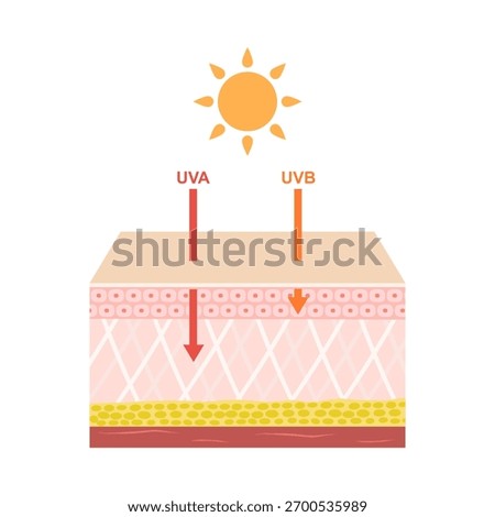UVA and UVB damages to human skin. Ultraviolet A has a longer wavelength. It is associated with winkles. Ultraviolet B has a shorter wavelength. It is associated with dark spot. beauty and health care