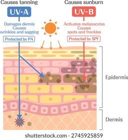 UVA and UVB effects on skin layers, SPF and PA protection diagram, skin cross section medical illustration