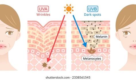 UVA and uvb penetrate into the skin on woman’s face. beauty and health care concept