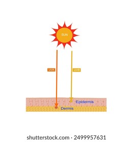 UVA and UVB penetrate into the skin. beauty and health care concept