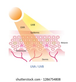 UVA and uvb radiation penetrate into the skin layer vector on white background.