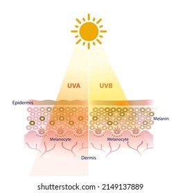 UVA and UVB radiation penetrate into the skin layer vector on white background. UVA and UVB rays affect the skin in different ways. 