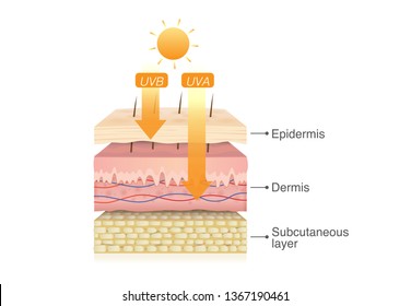 UVB Rays From Sun Penetrate Into Epidermis Of Skin Layer And UVA Deep Into The Dermis. Illustration About Health Care And Medical Diagram.