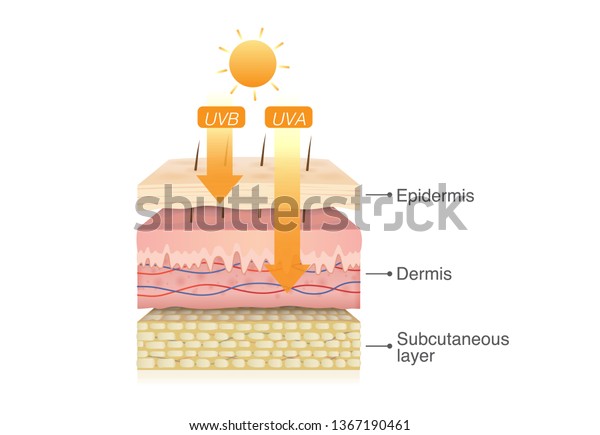 Uvb Rays Sun Penetrate Into Epidermis Stock Vector (royalty Free 