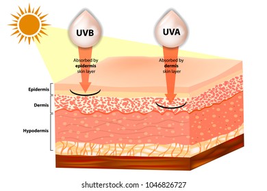 UVB and UVA explained.  Filtering of rays Sun Protection. Penetration into the human skin.