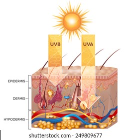 UVB and UVA radiation penetrate into the skin. Detailed skin anatomy.