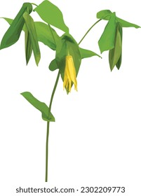 Uvularia grandiflora (Large-flowered Bellwort) Native North American Woodland Spring Wildflower Isolated