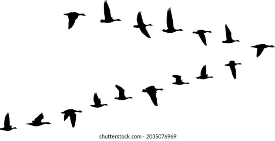 V formation of birds, gooses flock