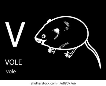 v for vole
