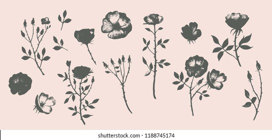 Vactor autumn wild roses collection background. Perfect for weddings, invitations cards or decorations
