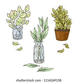 Vactor hand drawn set of plants in a bottle