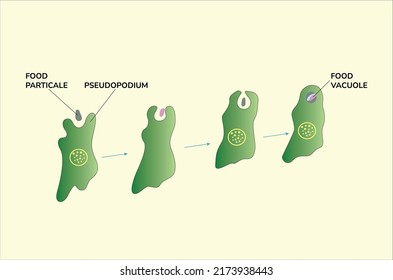 Vacuole Eukaryotic Cell Process Of Phagocytosis Vector Illustration