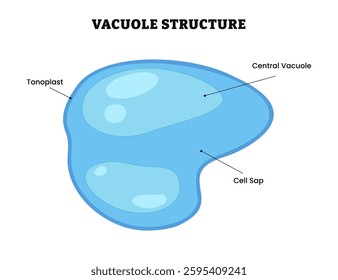 Vacuole structure anatomy, diagram poster. Medical illustration vector. Labeled tonoplast, central vacuole, cell sap. Membrane-bound organelle, Normal Plant Cell, help sequester waste products.