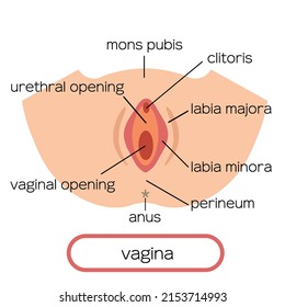 vagina Clip art of female genitalia
