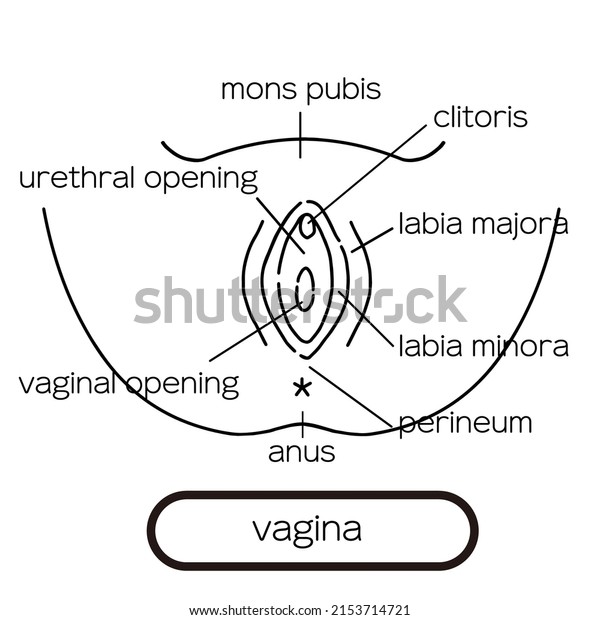 vagina Clip art of female\
genitalia