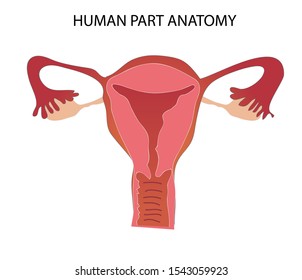 Vagina Human Part Anatomy Medical Educational Stock Vector Royalty Free Shutterstock