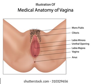 Vagina medical illustration