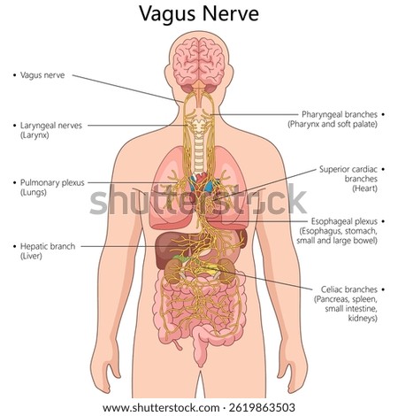 vagus nerve and its branches, connecting the brain to vital organs like the heart, lungs, and intestines diagram hand drawn schematic vector illustration. Medical science educational illustration