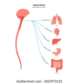 Vagus nerve diagram. Parasympathetic and central nervous system function. Signals from brain to internal organs in the human body. Spinal cord and nerves connections flat medical vector illustration. svg