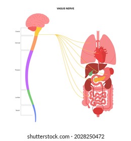 Vagus nerve diagram. Parasympathetic and central nervous system function. Signals from brain to internal organs in the human body. Spinal cord and nerves connections flat medical vector illustration. svg