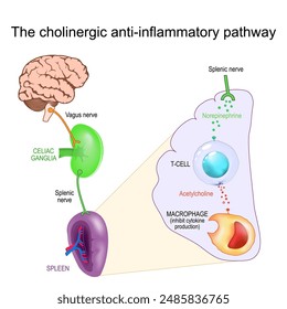 Vagus Nerve and Inflammation. The cholinergic anti-inflammatory pathway from Brain and Vagus nerve, Celiac ganglia, Splenic nerve, to Spleen, T-cell and Macrophage that inhibit cytokine production