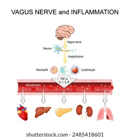 Nervio vago e inflamación. Respuesta Inflamatoria Sistémica Ilustración vectorial