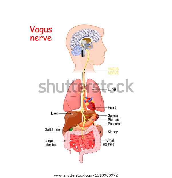 迷走神経は 心臓 肺 消化管の副交感神経制御と結び付く 自律神経系最長神経 のベクター画像素材 ロイヤリティフリー