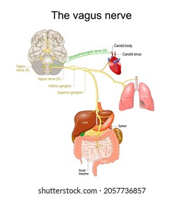 Vagus Nerve Parasympathetic Nervous System Medical Stock Vector ...