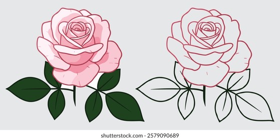 Valentine colorful roses vector illustration with white background 