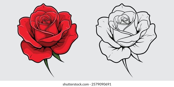 Valentine colorful roses vector illustration with white background 