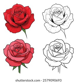 Valentine colorful roses vector illustration with white background 